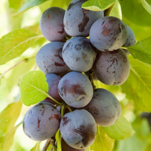 Cordon Plum 'Rivers' Early Prolific' - Click Image to Close