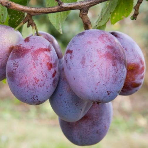 Plum Tree 'Seneca' - Click Image to Close