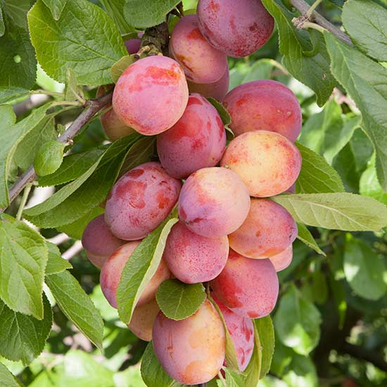 Plum Tree 'Victoria' - Click Image to Close