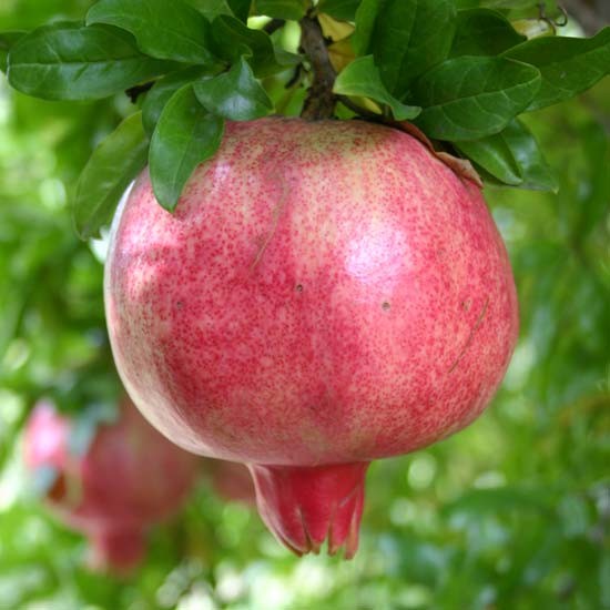 Pomegranate Tree 'Provence' (5 litre pot) - Click Image to Close