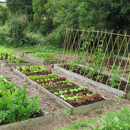 Pretty Tasty Vegetable Patch - Click Image to Close