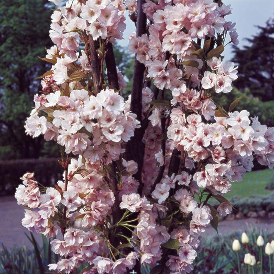 Prunus 'Amanogawa' (Japanese Flowering Cherry) - Click Image to Close