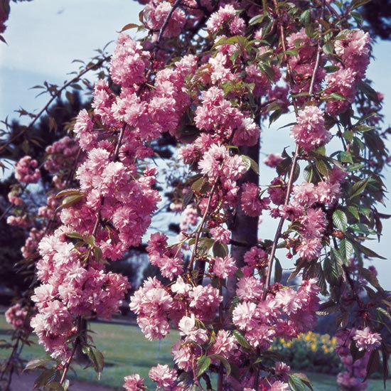 Prunus 'Kiku-shidare-zakura' (Pot Grown) Weeping Cherry Tree - Click Image to Close