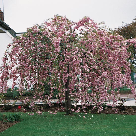 Prunus 'Kiku-shidare-zakura' (Pot Grown) Weeping Cherry Tree - Click Image to Close