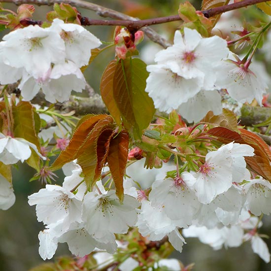 Prunus 'Chocolate Ice' (Japanese Flowering Cherry)