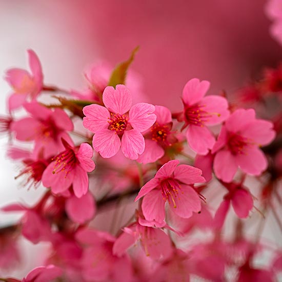 (image for) Prunus 'Kursar' (Flowering Cherry Tree) - Click Image to Close