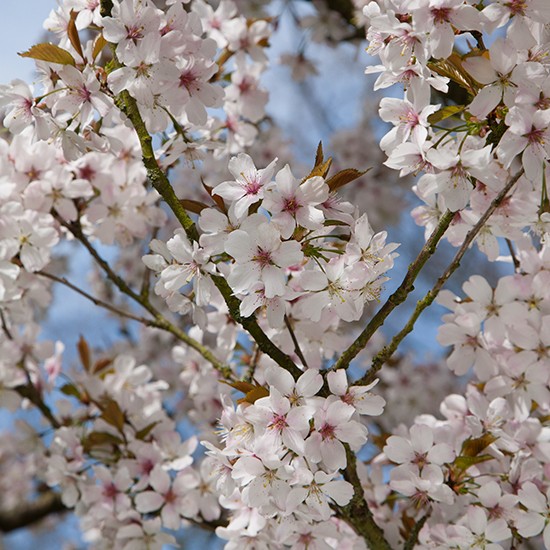 Prunus 'Pandora' (Flowering Cherry Tree) - Click Image to Close