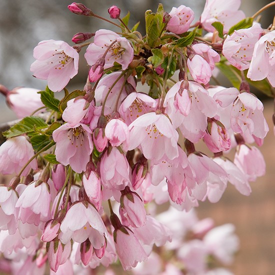 Prunus 'Pink Shell' (Pot Grown) Flowering Cherry Tree - Click Image to Close