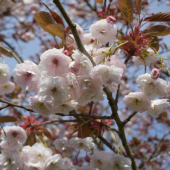 Prunus 'Shirofugen' (Japanese Flowering Cherry) - Click Image to Close
