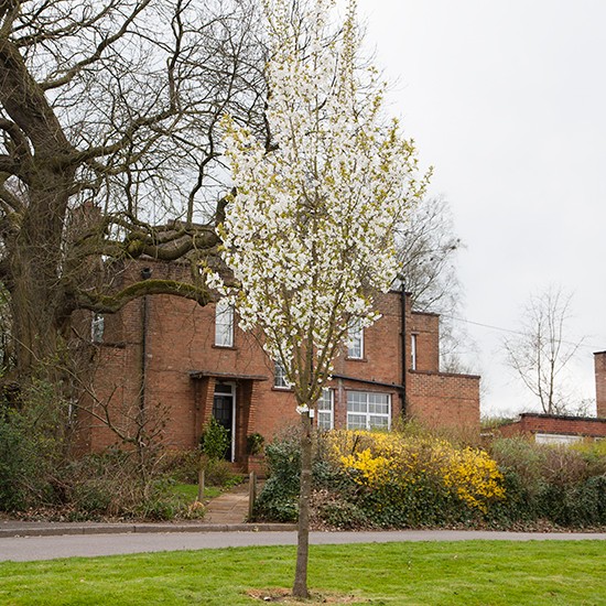 Prunus 'Snow Goose' (Flowering Cherry Tree) - Click Image to Close