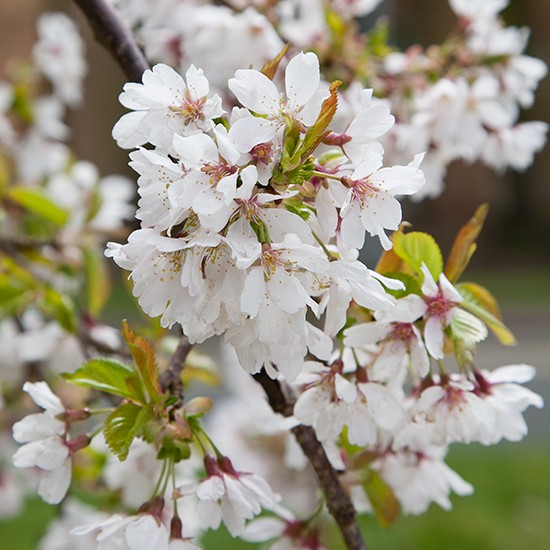 Prunus 'Snow Showers' (Weeping Cherry Tree) - Click Image to Close