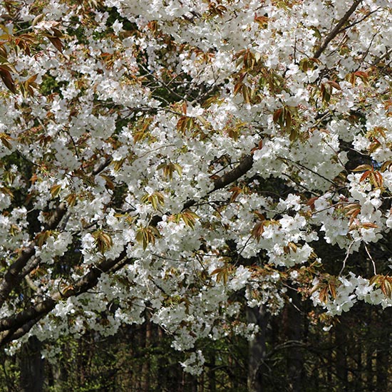 Prunus 'Tai-haku' (Great White Cherry) - Click Image to Close