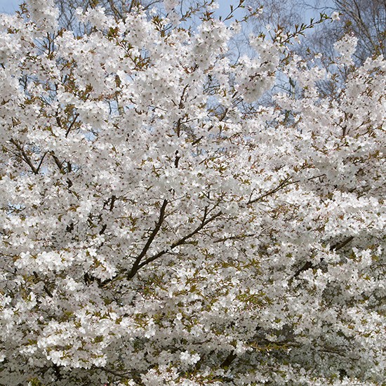 Prunus 'The Bride' (Flowering Cherry Tree) - Click Image to Close