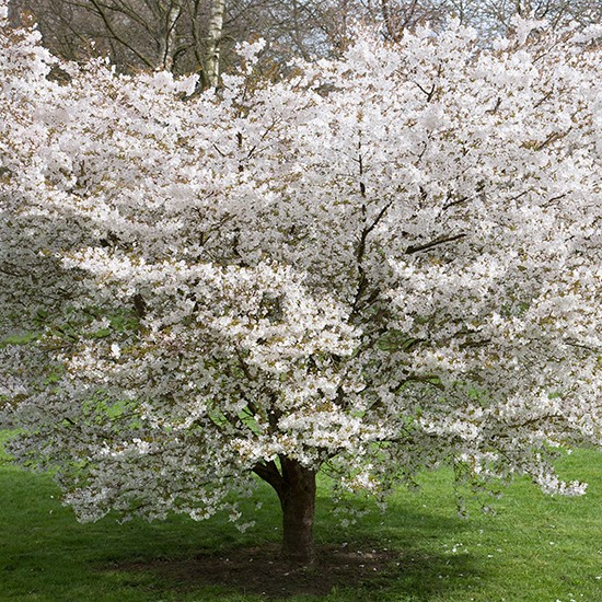 Prunus 'The Bride' (Flowering Cherry Tree) - Click Image to Close