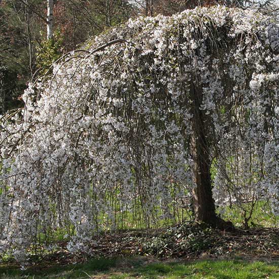 Prunus 'Yoshino Pendula' (Weeping Yoshino Cherry) - Click Image to Close