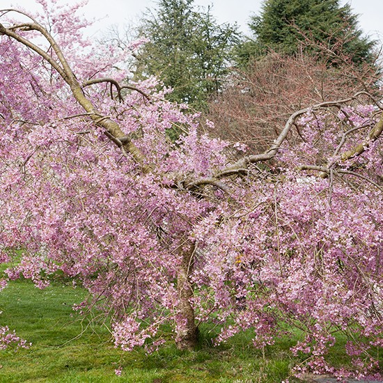 Prunus pendula 'Pendula Rubra' (Weeping Cherry Tree) - Click Image to Close