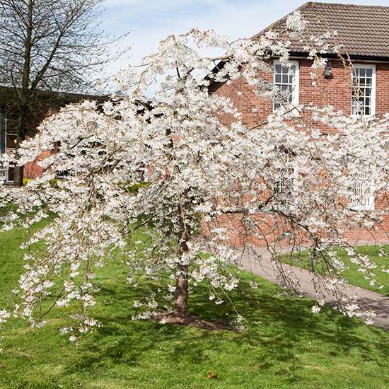 Prunus x yedoensis ‘Ivensii’ (Pot Grown) Weeping Cherry Tree - Click Image to Close