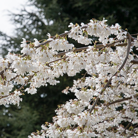 Prunus x yedoensis ‘Ivensii’ (Pot Grown) Weeping Cherry Tree - Click Image to Close