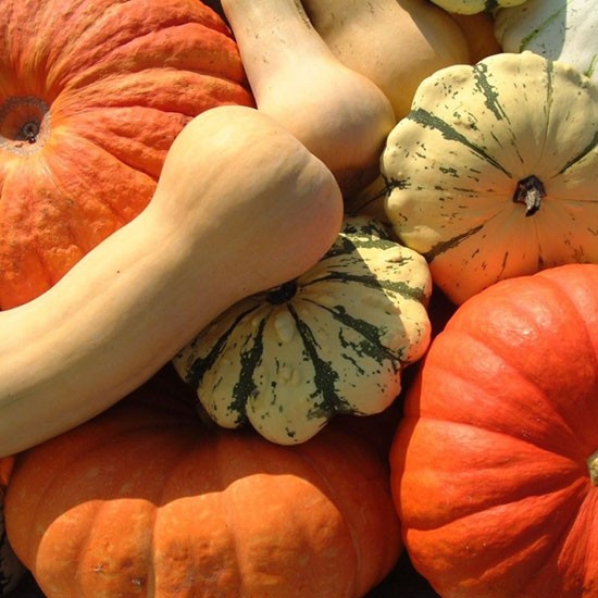 Pumpkin & Squash Patch (15 plants) - Click Image to Close