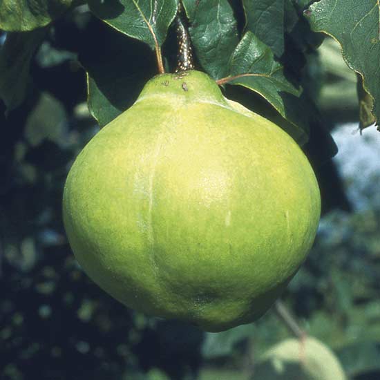 Quince Tree 'Champion' - Click Image to Close
