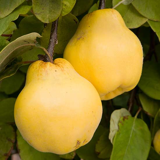 Quince Tree 'Meeches Prolific' - Click Image to Close