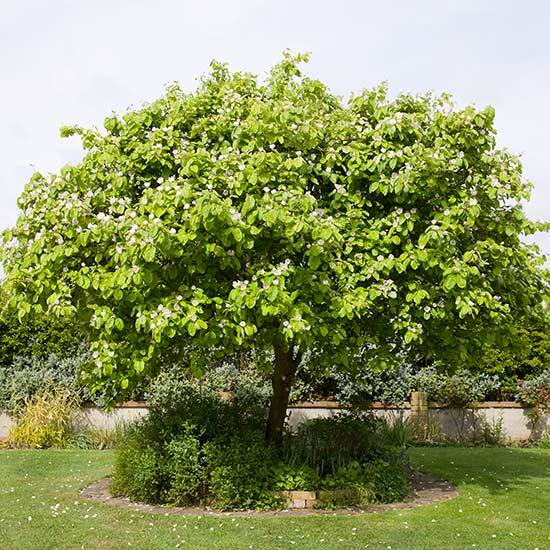Quince Tree 'Meeches Prolific' - Click Image to Close