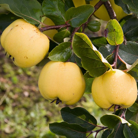 Quince Tree 'Serbian Gold' - Click Image to Close