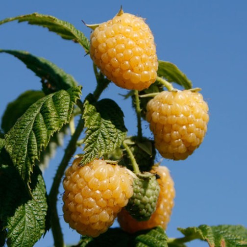 Raspberry 'Allgold' (6 canes) - Click Image to Close