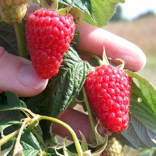 Raspberry 'Autumn Treasure' (6 canes) - Click Image to Close