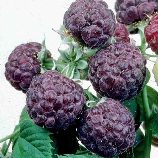 Purple Raspberry 'Glencoe' (2 x 9cm pots) - Click Image to Close