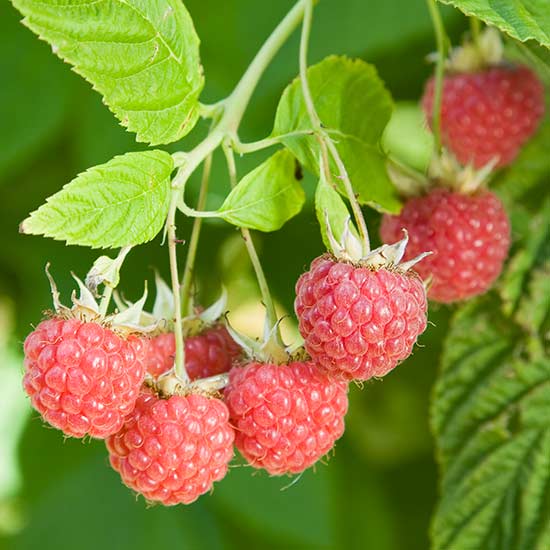 Raspberry 'Leo' (6 canes) - Click Image to Close