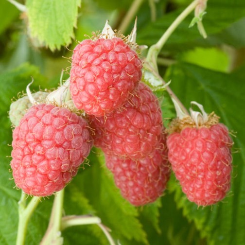 Raspberry 'Malling Admiral' (6 canes) - Click Image to Close