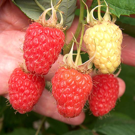 Raspberry 'Malling Juno' (6 canes) - Click Image to Close