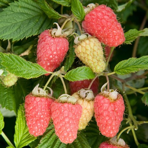 Raspberry 'Malling Minerva' (6 canes) - Click Image to Close