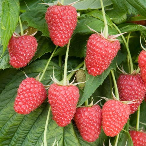 Raspberry 'Polka' (6 canes) - Click Image to Close