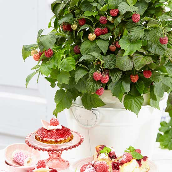 Patio Raspberry 'Yummy' (3 litre pot) - Click Image to Close