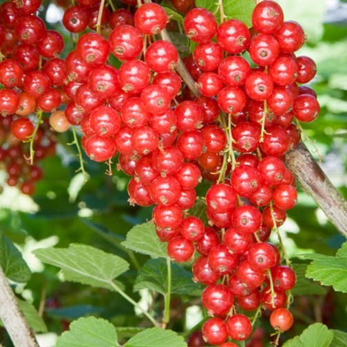 Redcurrant Bush 'Jonkheer Van Tets' - Click Image to Close