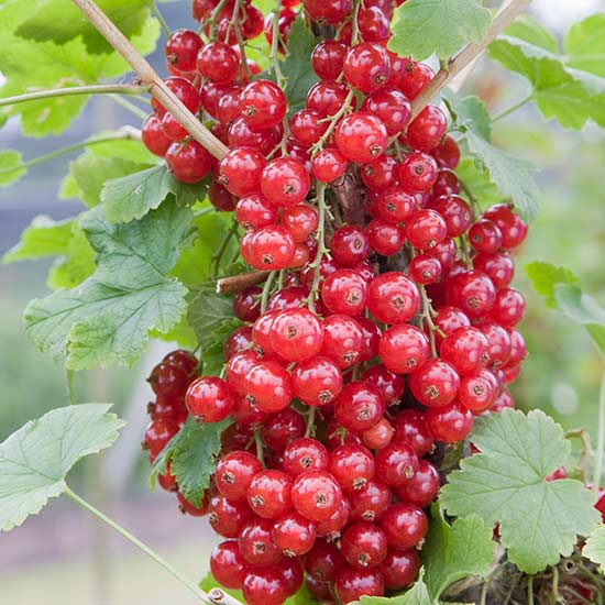 Redcurrant Bush 'Junifer' - Click Image to Close