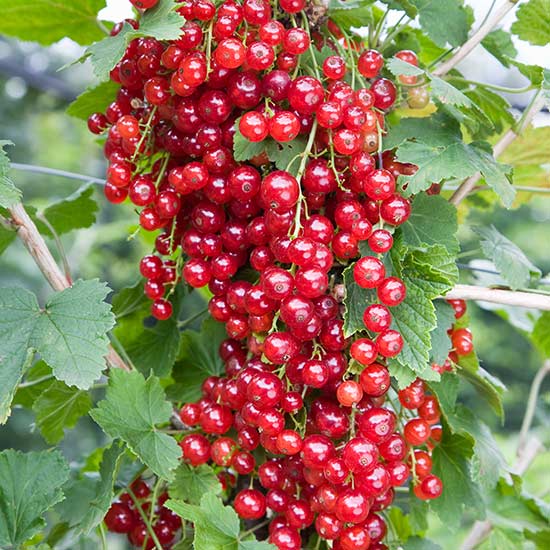 Redcurrant Bush 'Red Lake' - Click Image to Close