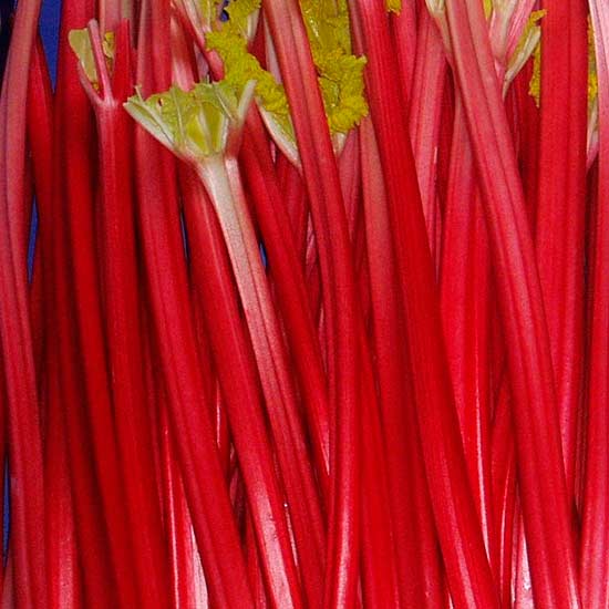 Rhubarb 'Champagne' (3 crowns) - Click Image to Close