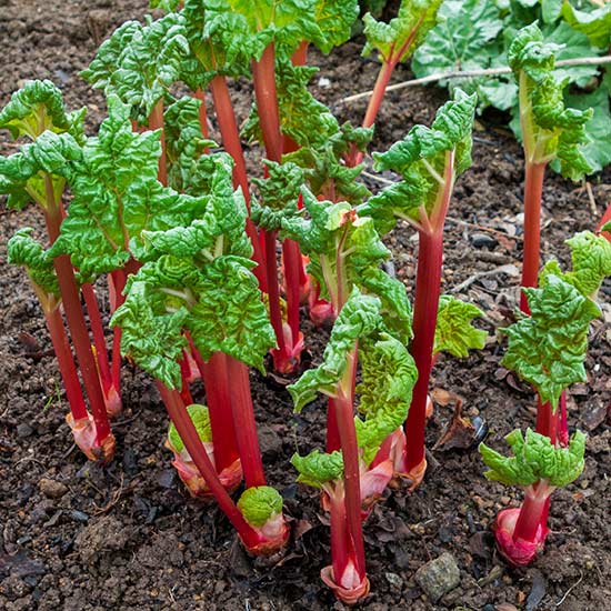 Rhubarb 'Fulton's Strawberry Surprise' (3 crowns) - Click Image to Close