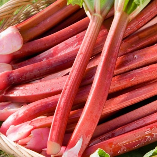 Rhubarb 'Raspberry Red' (3 crowns) - Click Image to Close