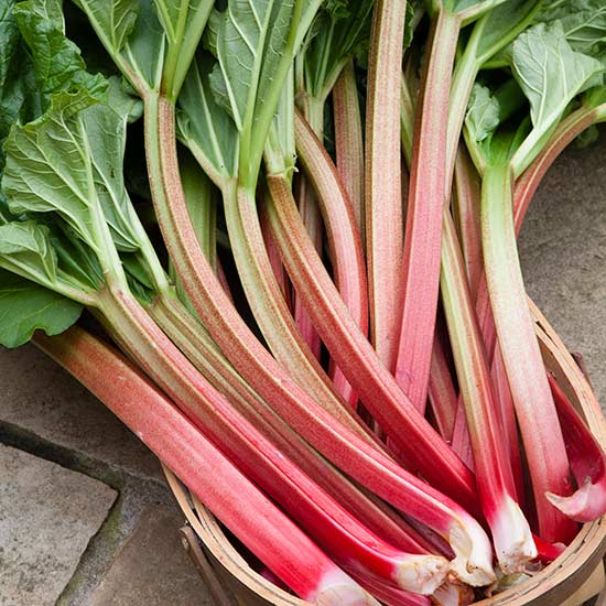 Rhubarb 'Thompson's Terrifically Tasty' (3 crowns) - Click Image to Close