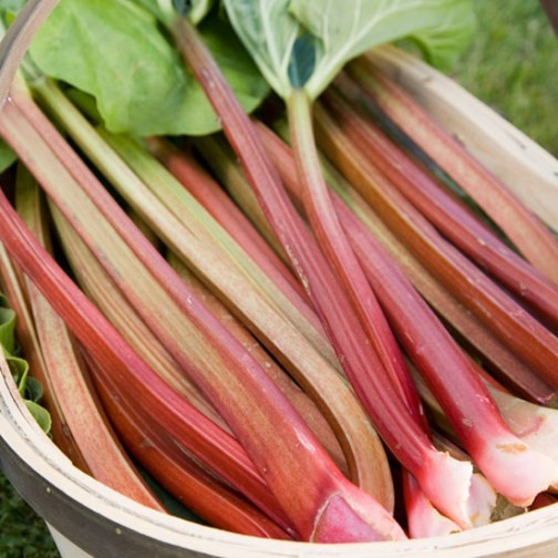 Rhubarb 'Timperley Early' (3 crowns) - Click Image to Close