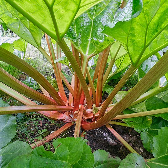 Rhubarb 'Victoria' (image for) Rhubarb 'Victoria'