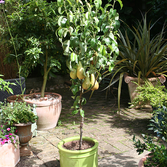 Sibley's Patio Pear 'Conference' - Click Image to Close
