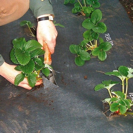 Slug Barrier for Strawberries (0.9m x 5m) - Click Image to Close