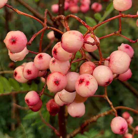 Sorbus cashmiriana (Kashmir Rowan Tree) - Click Image to Close