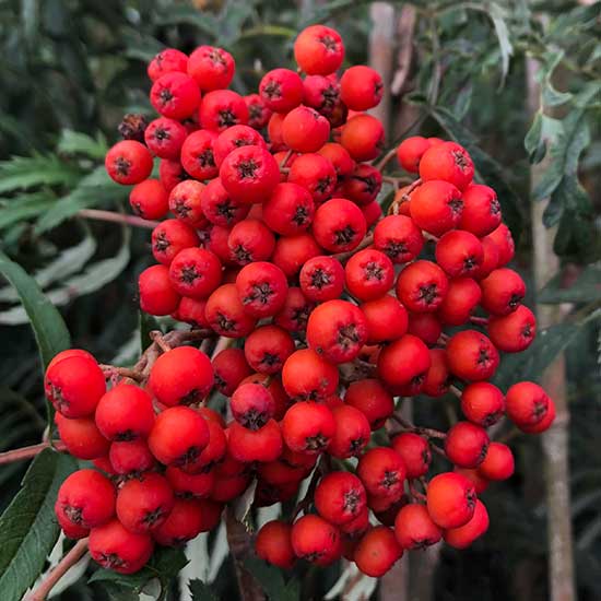 Sorbus 'Chinese Lace' (Mountain Ash Tree) - Click Image to Close