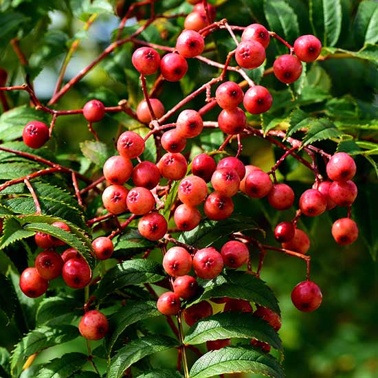 Sorbus 'Eastern Promise' (Mountain Ash Tree) - Click Image to Close